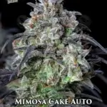Mimosa Cake (Autoflower) - Fast Buds