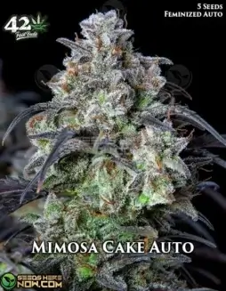 Mimosa Cake Auto (space) Fast Buds autoflower cannabis seeds, high THC and citrus aroma