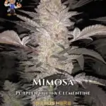 Mimosa S1 (Feminized) - Dr. Blaze