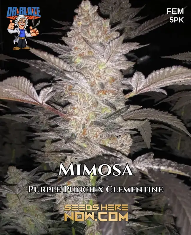 Order Mimosa Feminized Cannabis Seeds - Rich In Terpenes