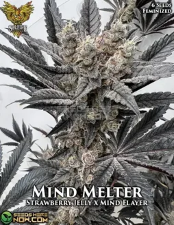 Mind Melter Feminized Seeds by Solfire Gardens featuring Strawberry Jelly x Mind Flayer