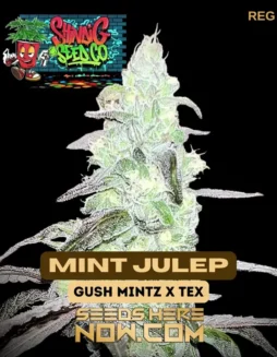 Image of Mint Julep cannabis seeds from Shindig Seed Co., showcasing dense, resin(space)coated buds.