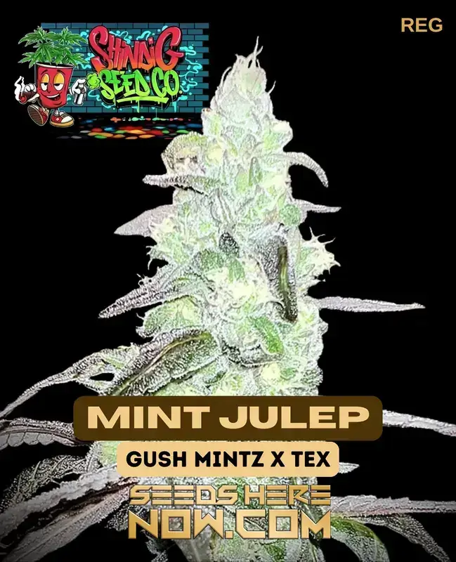 Image of Mint Julep cannabis seeds from Shindig Seed Co., showcasing dense, resin-coated buds.