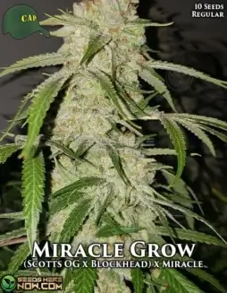 Miracle Grow cannabis seeds by Capulator, featuring Scott's OG and Blockhead genetics, 20(space)25% THC
