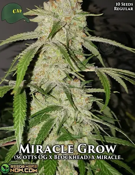 Miracle Grow cannabis seeds by Capulator, featuring Scott's OG and Blockhead genetics, 20-25% THC