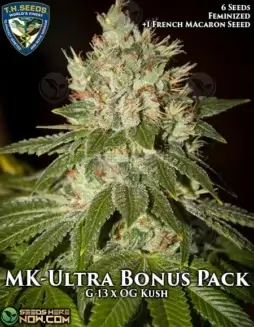 Pack of MK(space)Ultra Bonus feminized cannabis seeds by T.H. Seeds featuring G13 and OG Kush genetics