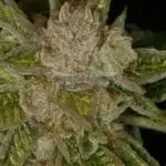 MK - UltraBubble (Regular) - T.H. Seeds