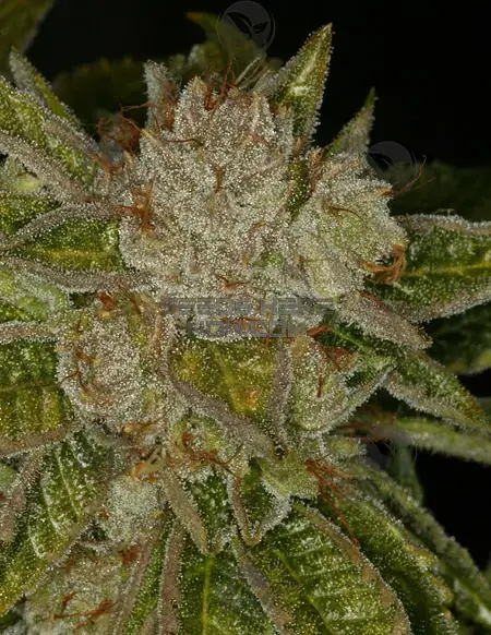 MK-UltraBubble cannabis seeds by T.H. Seeds, featuring MK Ultra and Bubblegum strains
