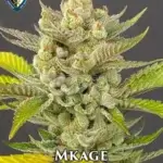 Mkage (Regular) - T.H. Seeds