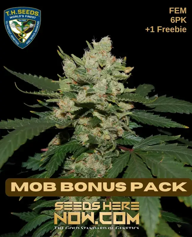 Feminized MOB Bonus Pack Cannabis Seeds by T.H. Seeds featuring Blueberry and Freezland genetics