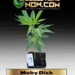Moby Dick Clones - ACC