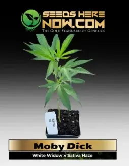 Healthy Moby Dick clone in soil pot, showcasing vibrant green leaves and robust structure.