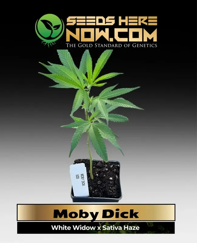 Healthy Moby Dick clone in soil pot, showcasing vibrant green leaves and robust structure.