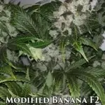 Modified Banana F2 (Regular) - Skunk House Genetics