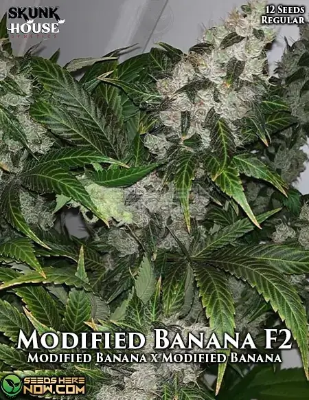 Modified Banana F2 cannabis seeds showcasing lime-green buds with glittery trichomes by Skunk House Genetics