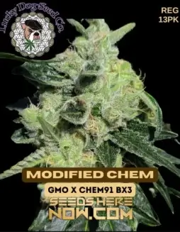 Modified Chem Regular Seeds by Lucky Dog Seed Company featuring GMO and Chem 91 BX3 lineage