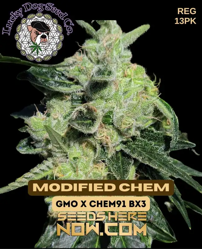 Modified Chem Regular Seeds by Lucky Dog Seed Company featuring GMO and Chem 91 BX3 lineage