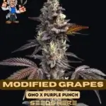 Modified Grapes (Feminized) - Dr. Blaze