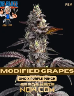 Modified Grapes (Feminized) – Dr. Blaze (space) Dense, Trichome(space)rich Cannabis Buds