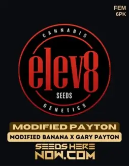 Modified Payton Feminized Cannabis Seeds (space) High THC Strain