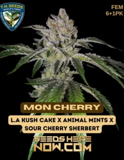 Mon Cherry feminized cannabis seeds by T.H. Seeds, premium packaging view