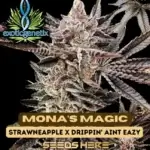 Mona’s Magic (Feminized) - Exotic Genetix