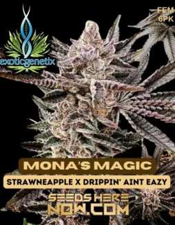 Mona’s Magic Feminized Seeds by Exotic Genetix featuring vibrant colors and tropical fruit aroma