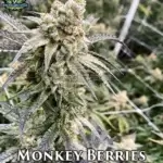 Monkey Berries (Regular) - Exotic Genetix