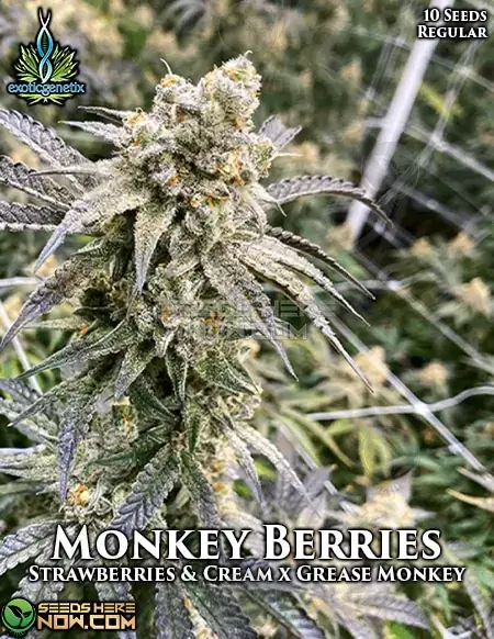 Pack of Monkey Berries Regular Seeds - Strawberries & Cream x Grease Monkey