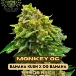 Monkey OG S1 (Feminized) - Elite Clone Seed Company