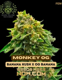 Dense, resin(space)coated buds of Monkey OG S1 cannabis strain