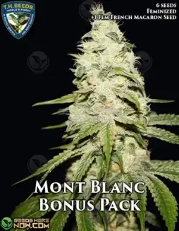 Mont Blanc cannabis seeds by T.H. Seeds, feminized seeds with citrus and floral notes