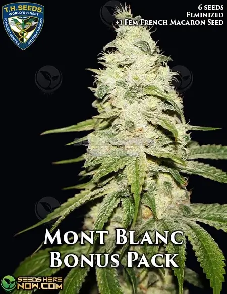 Mont Blanc cannabis seeds by T.H. Seeds, feminized seeds with citrus and floral notes