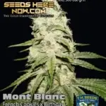 Mont Blanc (Feminized) - T.H. Seeds