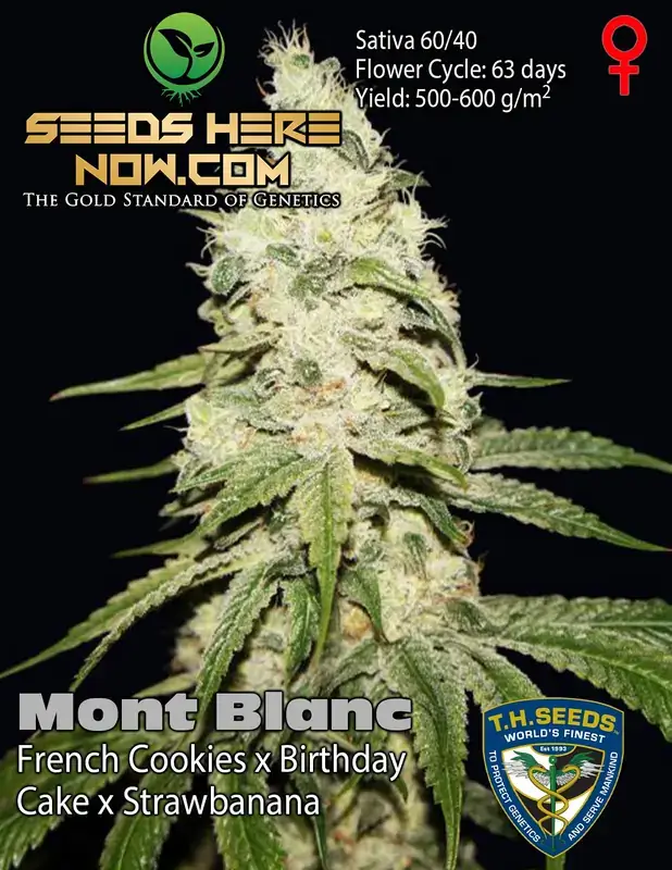 Mont Blanc Cannabis Seeds by T.H. Seeds - Feminized, Hybrid strain with citrus, pine, and earthy aroma.