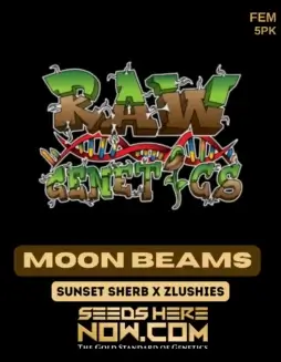 Moon Beams Feminized Seeds (space) Citrus, Pine, Earthy Flavors