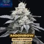 Moonbow S1 (Feminized) - Pure XX