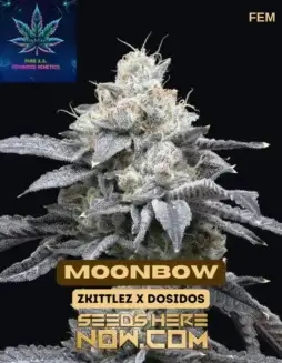 Moonbow S1 feminized seeds (space) a blend of Zkittlez and Do(space)Si(space)Dos with 24(space)28% THC