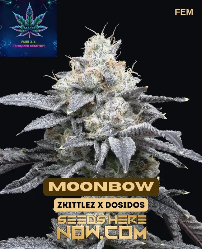 Moonbow S1 feminized seeds - a blend of Zkittlez and Do-Si-Dos with 24-28% THC