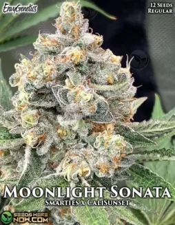 Moonlight Sonata regular cannabis seeds by Envy Genetics, featuring Smarties and Cali Sunset lineage