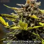 Moonshine Cookies (Autoflower) - Automatically Delicious