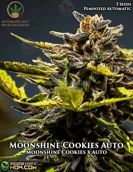 Packaging of Moonshine Cookies Auto Seeds by Automatically Delicious showcasing strain details
