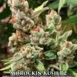 Morockin Kush R2 (Feminized) - Ethos Genetics