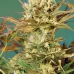Motavation (Feminized) - Serious Seeds