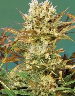 Motavation Feminized Seeds (space) High THC Indica(space)dominant strain by Serious Seeds