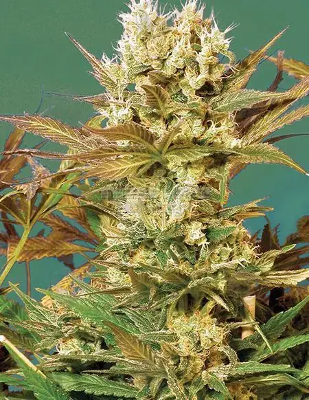 Motavation Feminized Seeds - High THC Indica-dominant strain by Serious Seeds