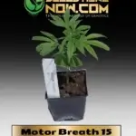 Motor Breath 15 Clones - ACC