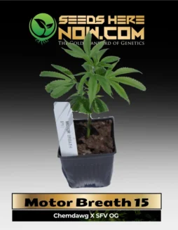 Motor Breath 15 Clones (space) ACCMotor Breath 15 Cannabis Clone in Soil Pot (space) Indica(space)Dominant Hybrid