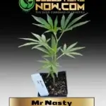 Mr Nasty Clones - ACC
