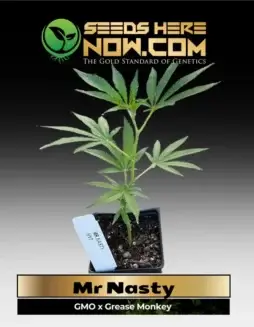 High(space)potency Mr Nasty Clones cannabis plant with deep green leaves and dense buds